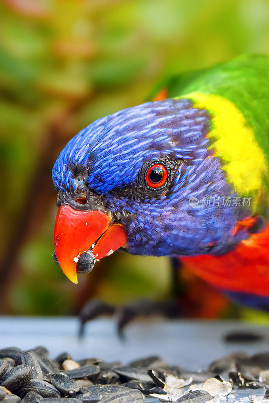 彩虹鹦鹉(Trichoglossus moluccanus)